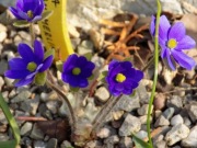 Rarytas hepatica Millstream Merlin