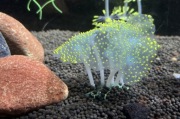 Silikonowy grzybek świecący w ciemności do akwarium / terrarium