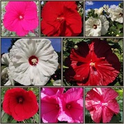 Hibiskus bagienny MIX KOLOR- 30 sztuk nasion 