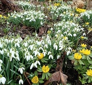 Śnieżyczka przebiśnieg (kępa) / Galanthus nivalis