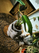 Monstera burle Marx flame kolekcjonerska rzadka duża sadzonka 