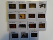 Slajdy 15 szt. obrazy z jakiegoś muzeum MALARSTWO min. Van Gogh nr. 10