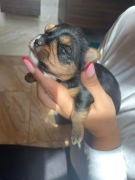 Yorkshire terrier Blue Merle Choco