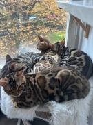 TRZY brązowe koty bengalskie z rodowodem – duże & wyrażne rozetki