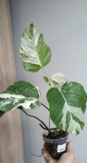 Monstera variegatta w doniczce.