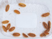10szt Porcellio laevis "Orange" isopody ekipa sprzątająca do terrarium