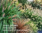 Rozplenica hameln gold w p9 