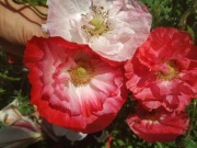 Mak ozdobny MIX KOLORÓW !!!