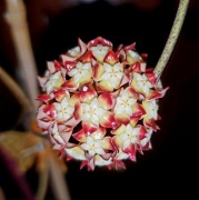 Hoja, hoya ~ CALISTOPHYLLA RED ~  szczepka 