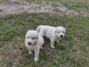 Biały Owczarek Szwajcarski- SZCZENIAKI- SHRPiK