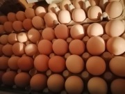 Jaja kurze, wiejskie, ekologiczne 10 sztuk