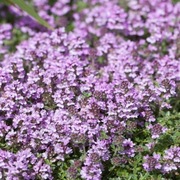 Macierzanka piaskowa bylina wieloletnia sadzonka 