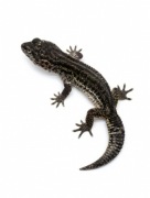 Gekon samiec - Muszu - gen Mack Snow Black Knight