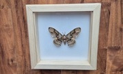 Motyl w gablotce ramce Brahmaea hearseyi otwierana na ścianę 