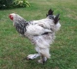 koguty brahma olbrzymia