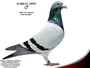 Oryg. M. i S. Sołdańscy (I.K.D. Łepuch - Houben)