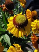 Dzielżan Bigelowa 'The Bishop’ -Bylina miododajna 