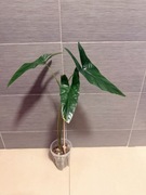 Alocasia Alokazja Dragon breath 3 liście duża sadzonka