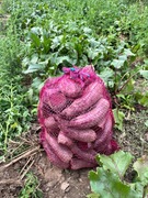 Buraczki czerwone Alto 12,5 kg