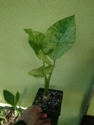 Alokazja/alocasia yellow splash