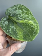 Scindapsus Baticon