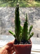 Stapelia grandiflora nr 12 sukulent wielkie włochate kwiaty