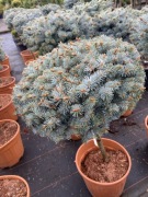 Świerk Glauca Globosa na pniu