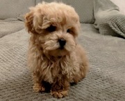 Maltipoo - śliczny szczeniak + wyprawka