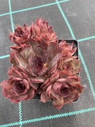 Rojniki nr 22 sadzonka p9