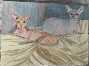 Koty. Format A4 , wykonane kredkami