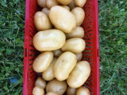 Ziemniaki jak sadzeniaki ekologiczne z certyfikatem odmiana Queen anne 