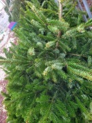 stroisz jodłowy / jodła kaukaska żywa