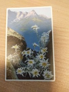 Szarotka alpejska Alpy 1932 Pocztówka