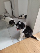 Hiszpański Pies dowody 