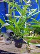 Hygrophila salicifolia - Orzech wąskolistny, roślinki akwariowe 