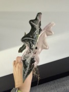 Bulwa alokazja Alocasia nobilis pink variegata