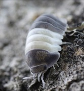 Isopody Cubaris panda king 20sztuk