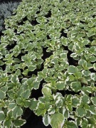 Komarzyca, komarowiec- pachnąca roślina 