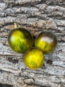 GREEN WOOLY ZEBRA/ Pomidor Kolekcjonerski 99