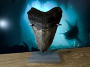 Model replika ząb rekina Megalodon + ekspozytor