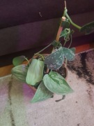 Scindapsus Silver Ann 