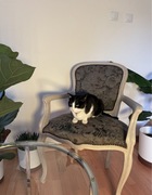 Fotel 50 Letni *odnowiony*