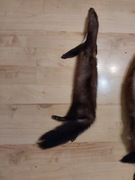 Skory z kuny domowej