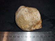 5. Koralowiec kolonijny bukowa polska naturalna skamielina koral