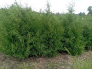 Tuje na żywopłot tuja brabant 200 cm