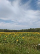 Działka ono-leśna 4ha