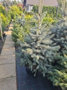 Świerk kłujący srebrny 100-120 cm PRODUCENT