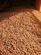 Topinambur ekologiczny