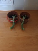Kolekcjonerska roślina Sedum Burrito. 