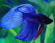 Oddam bojowniki. Sprzedam akwarium wraz z wyposażeniem